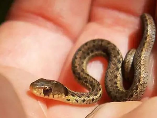 Con rắn nhỏ số mấy? Luận giải ý nghĩa khi mơ thấy rắn nhỏ