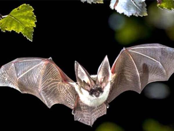 Con dơi trong tâm linh mang ý nghĩa gì? Con dơi trong tâm linh mang ý nghĩa gì?