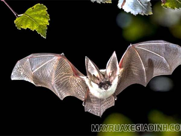 Giải mã con dơi số mấy, ý nghĩa theo phong thủy và dân gian