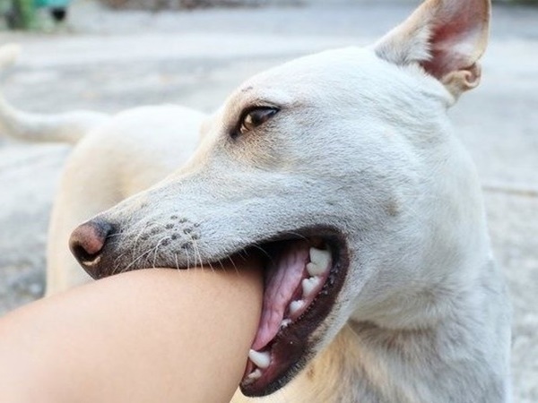 Mơ thấy chó cắn là điềm gì, tham khảo ngay con gì?