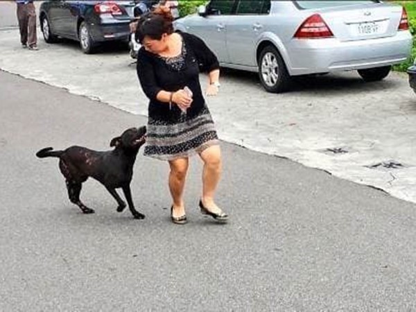Nằm mơ thấy chó dí là điềm gì, chọn con gì giải xui?