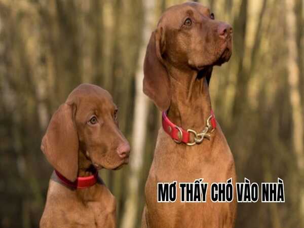 Nằm mơ thấy chó vào nhà là điềm gì, có số gì may mắn?